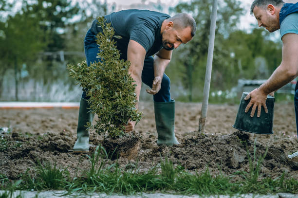 Best Affordable Tree Service  in , ID